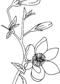 Fisă de colorat cu Flori magnolii de colorat p03