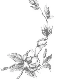 Fisă de colorat cu Flori magnolii de colorat p04