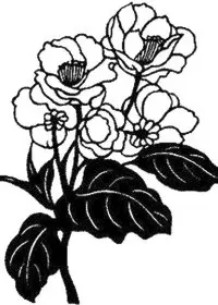 Fisă de colorat cu Flori magnolii de colorat p05