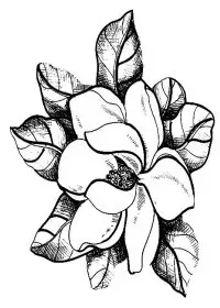 Fisă de colorat cu Flori magnolii de colorat p07