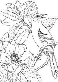 Fisă de colorat cu Flori magnolii de colorat p08