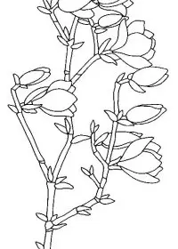 Fisă de colorat cu Flori magnolii de colorat p09