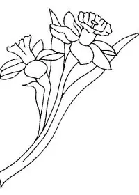Fisă de colorat cu Flori narcise de colorat p01