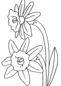 Fisă de colorat cu Flori narcise de colorat p05