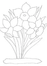 Fisă de colorat cu Flori narcise de colorat p08