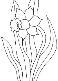 Fisă de colorat cu Flori narcise de colorat p11