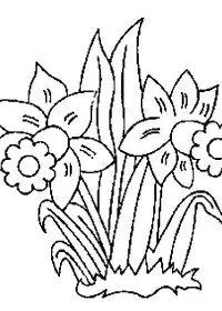 Fisă de colorat cu Flori narcise de colorat p12