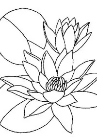 Fisă de colorat cu Flori nuferi de colorat p02