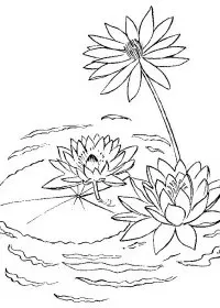 Fisă de colorat cu Flori nuferi de colorat p04
