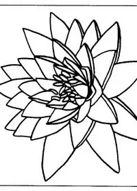 Fisă de colorat cu Flori nuferi de colorat p06