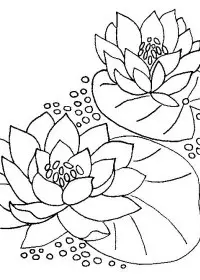Fisă de colorat cu Flori nuferi de colorat p10