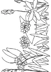 Fisă de colorat cu Flori nuferi de colorat p20