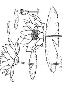 Fisă de colorat cu Flori nuferi de colorat p23