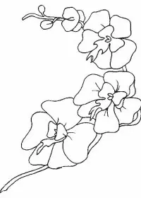 Fisă de colorat cu Flori orhidee de colorat p02