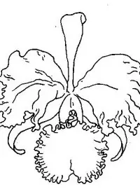 Fisă de colorat cu Flori orhidee de colorat p04