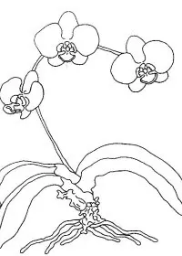 Fisă de colorat cu Flori orhidee de colorat p05