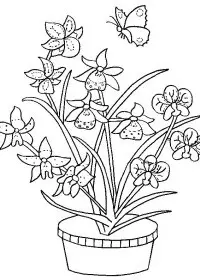 Fisă de colorat cu Flori orhidee de colorat p06