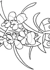 Fisă de colorat cu Flori orhidee de colorat p07