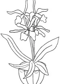 Fisă de colorat cu Flori orhidee de colorat p08