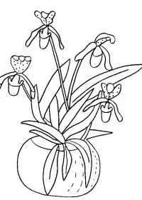 Fisă de colorat cu Flori orhidee de colorat p09