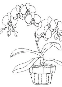 Fisă de colorat cu Flori orhidee de colorat p10