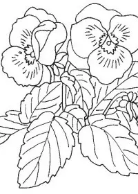 Fisă de colorat cu Flori panselute de colorat p04