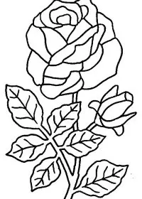 Fisă de colorat cu Flori trandafiri de colorat p09