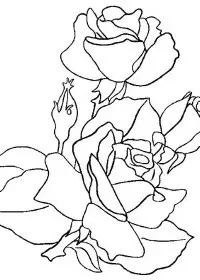 Fisă de colorat cu Flori trandafiri de colorat p15
