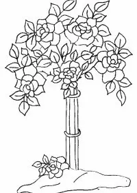 Fisă de colorat cu Flori trandafiri de colorat p24