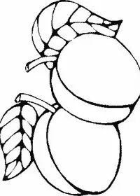 Fisă de colorat cu Fructe caise de colorat p02