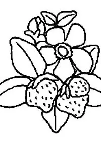 Fisă de colorat cu Fructe capsune de colorat p06