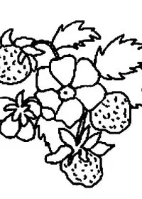 Fisă de colorat cu Fructe capsune de colorat p07