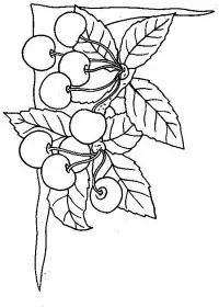 Fisă de colorat cu Fructe cirese de colorat p05