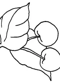 Fisă de colorat cu Fructe cirese de colorat p08