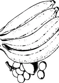 Fisă de colorat cu Fructe de colorat p02