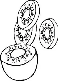 Fisă de colorat cu Fructe de colorat p17