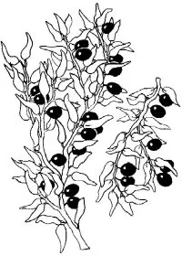 Fisă de colorat cu Fructe de colorat p22