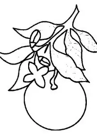 Fisă de colorat cu Fructe de colorat p27