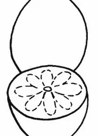 Fisă de colorat cu Fructe lamaie de colorat p05