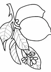 Fisă de colorat cu Fructe lamaie de colorat p09