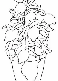 Fisă de colorat cu Fructe lamaie de colorat p13