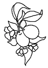 Fisă de colorat cu Fructe prune de colorat p02