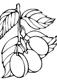 Fisă de colorat cu Fructe prune de colorat p04