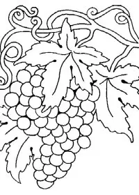 Fisă de colorat cu Fructe struguri de colorat p02