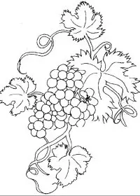Fisă de colorat cu Fructe struguri de colorat p09