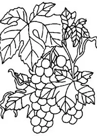 Fisă de colorat cu Fructe struguri de colorat p13