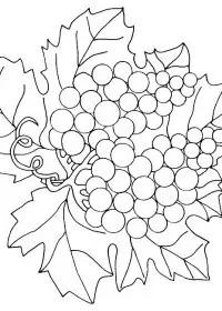 Fisă de colorat cu Fructe struguri de colorat p18