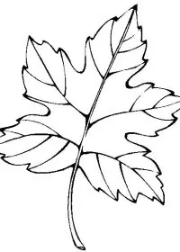Fisă de colorat cu Frunze de colorat p04