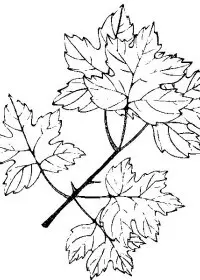 Fisă de colorat cu Frunze de colorat p05