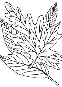 Fisă de colorat cu Frunze de colorat p09